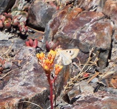 Heliothis