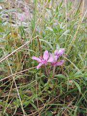 Chamaenerion colchicum