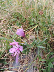 Chamaenerion colchicum