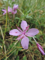 Chamaenerion colchicum