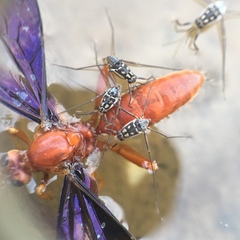Trepobates subnitidus