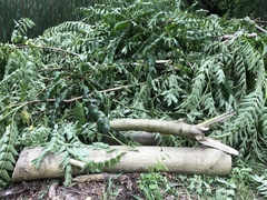 Ailanthus altissima