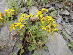 Senecio leucanthemifolius caucasicus
