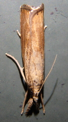 Pediasia dorsipunctellus