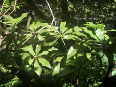 Pieris japonica