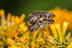 Acmaeodera mudgei