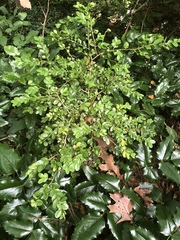 Magnoliopsida