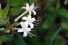 Rhododendron serrulatum