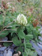 Trifolium trichocephalum