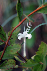 Rhododendron serrulatum