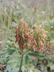 Trifolium trichocephalum