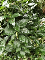 Vincetoxicum rossicum