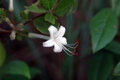 Rhododendron serrulatum