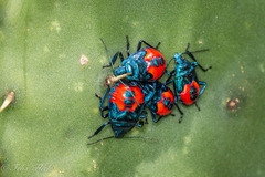 Euthyrhynchus floridanus