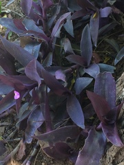 Tradescantia pallida