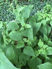 Ageratina altissima