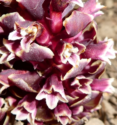 Image of Kopsiopsis strobilacea by no rights reserved