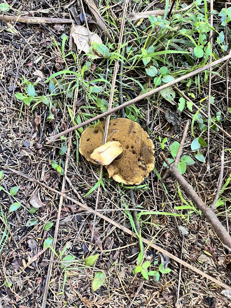 Suillus granulatus · May 2025 · photo: © sporeseeker (iNaturalist, cc0)