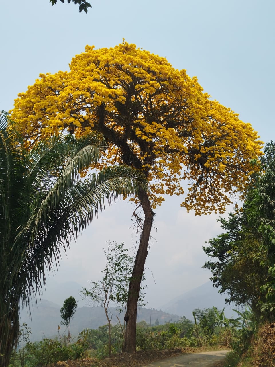 Imagem de Ipê-amarelo
