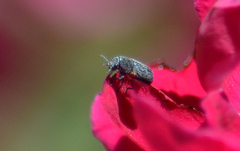 Pachybrachis thoracicus