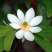 Magnolia virginiana - Photo (c) Patty Mitchum,  זכויות יוצרים חלקיות (CC BY), uploaded by Patty Mitchum