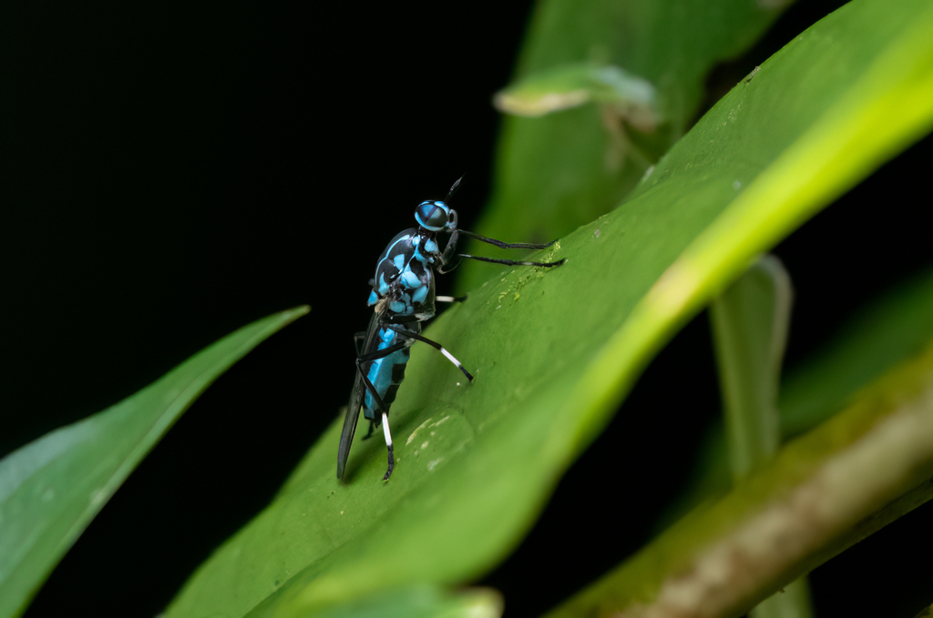 Phanerozus pampinus