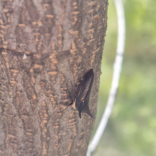 Sarantus nobilis observed 2025-04-05