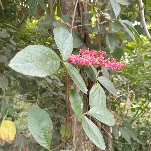 Image of Caro De Tres Hojas (Cissus erosa) by (c) Alfredo Gutierrez Dipaz, some rights reserved (CC BY)