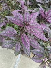 Strobilanthes auriculata dyeriana