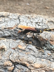Urocerus californicus