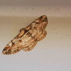 Iridopsis vellivolata