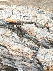 Urocerus californicus