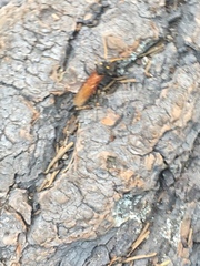 Urocerus californicus