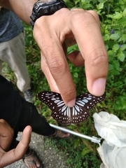 Ideopsis juventa