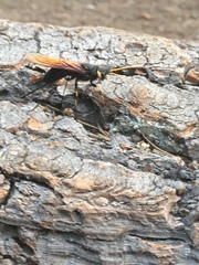 Urocerus californicus