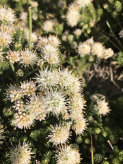 Agathosma geniculata