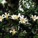 Rothmannia capensis - Photo 由 YvettevW 所上傳的 (c) YvettevW，保留部份權利CC BY-NC