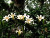 Wild Gardenia - Photo (c) YvettevW, some rights reserved (CC BY-NC), uploaded by YvettevW