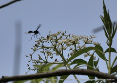 Mimocalla gigantea