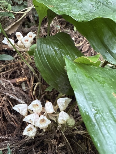 Striped Spiny-Saddle Orchid (Acanthophippium striatum)