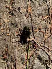 Geotrupes splendidus