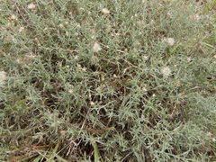 Erigeron divaricatus