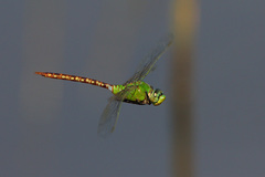 Anax concolor