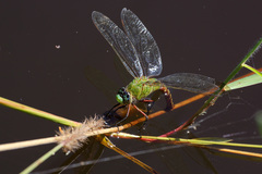 Anax concolor