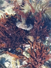 Clinocottus globiceps