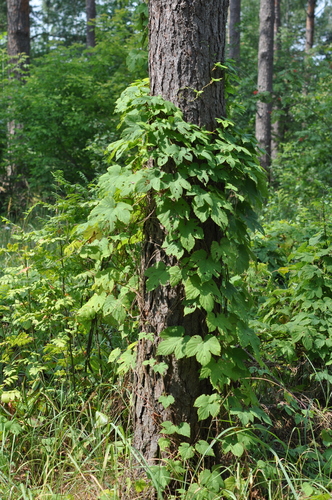 Paprastasis apynys nuotrauka