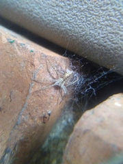 Pisaura mirabilis