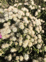 Agathosma geniculata