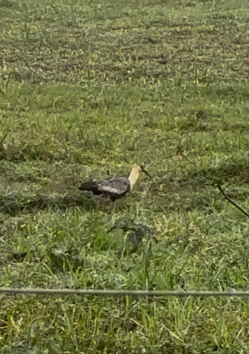 Buff-necked Ibis