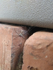 Pisaura mirabilis